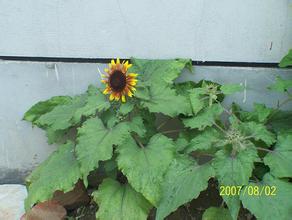 �˿���ϴ���ַ�������Ƶ�����ڸĸ�ʻ�롰�쳵���� ����г��������ͷŻ���...